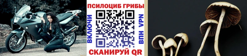 Купить закладки  Пикалёво  Галлюциногенные грибы GOLDEN TEACHER 